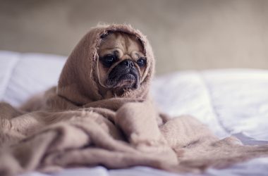 sad looking pug wrapped in a blanky