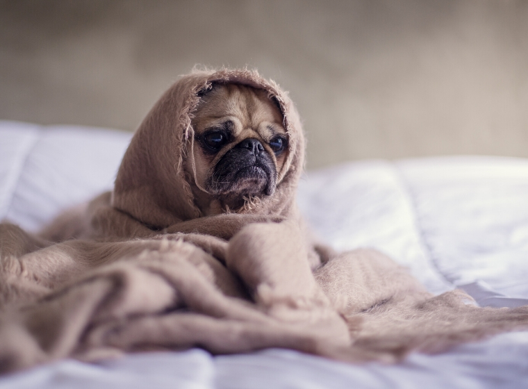 sad looking pug wrapped in a blanky